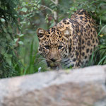 Amurleopard 14.09.14