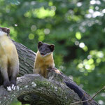 Buntmarder 22.08.11