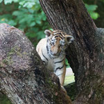 Amurtiger 22.09.154