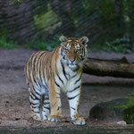 Amurtiger 30.05.16