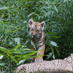 Amurtiger 22.09.15
