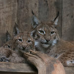 Luchs 10.09.2015
