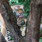 Amurtiger 22.09.15