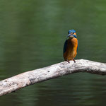 Eisvogel 09.07.16