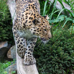 Amurleopard 14.09.14