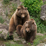Braunbär 12.05.15