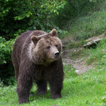 Braunbär 25.06.16