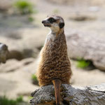 Erdmännchen 10.09.2015