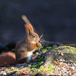 Eichhörnchen 2016