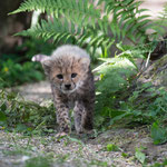 Gepard 2014