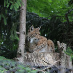 Luchs 17.06.2012
