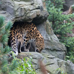 Amurleopard 14.09.14