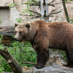 Braunbär 10.05.15