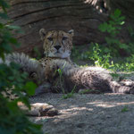 Gepard 2014
