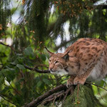 Luchs 10.05.15