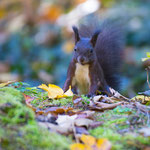 Eichhörnchen 2016