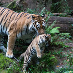 Amurtiger 22.09.15