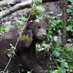 Braunbär 25.06.16