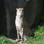 Gepard 04.03.11