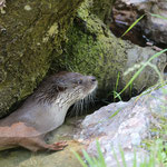 Fischotter 01.08.2012
