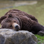 Braunbär 05.07.16