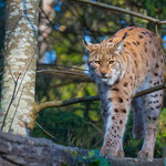 Luchs 23.12.2014