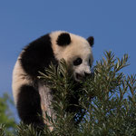 Grosser Panda 2014