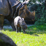 Panzernashorn 10.09.2015