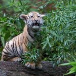 Amurtiger 22.09.15