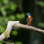 Eisvogel 10.07.16