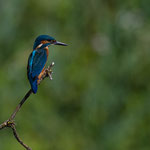 Eisvogel 10.07.16