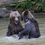 Braunbär 05.07.16