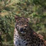 Amurleopard 14.09.14