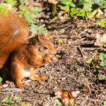 Eichhörnchen 2015