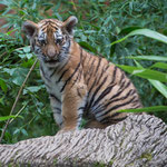 Amurtiger 22.09.15