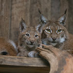 Luchs 10.09.2015