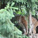 Luchs 17.06.2012