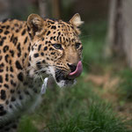 Amurleopard 14.09.14