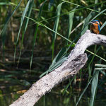 Eisvogel 10.07.16