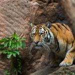 Amurtiger 30.05.16
