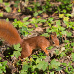 Eichhörnchen 2015