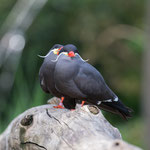 Möwe 21.05.16