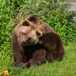 Braunbär 04.06.2016