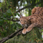 Luchs 10.05.15