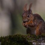 Eichhörnchen 2016