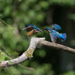 Eisvogel 09.07.16