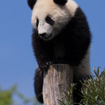 Grosser Panda 2014
