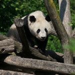 Grosser Panda 2015