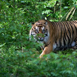Sumatratiger 21.05.16