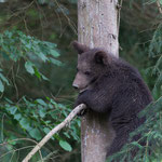 Braunbär 05.07.16